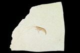Bargain, Fossil Shrimp (Antrimpos) - Solnhofen Limestone #143791-1